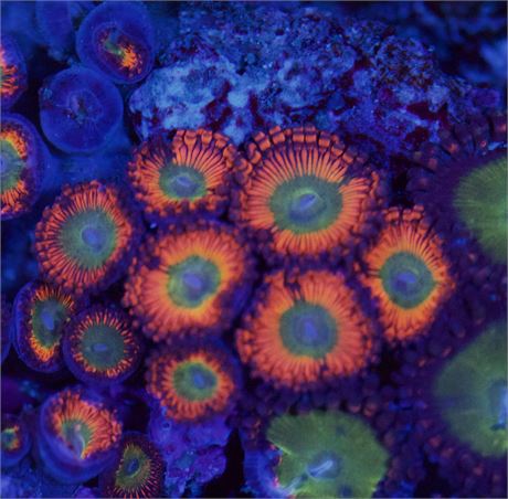 Candy Apple Orange Zoa (3p)