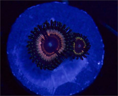 Solar Flair Zoa