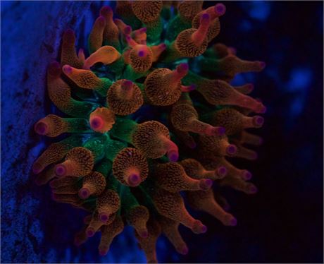 Hawaiian Punch Anemone