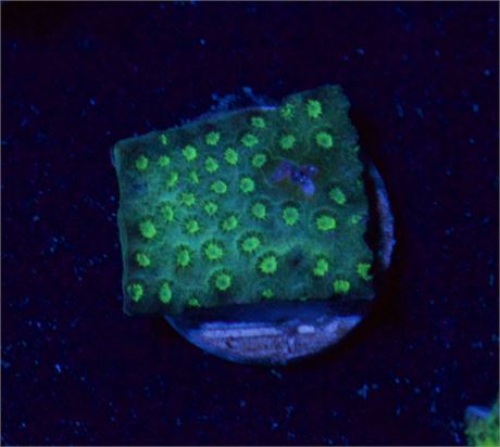 Green Cyphastrea