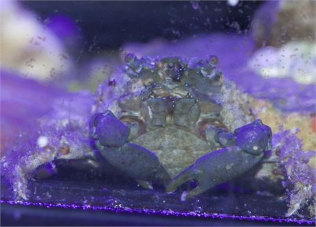 Emerald Crab Bundle (3pck)