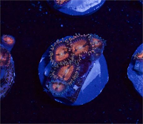 Alien Anti Venom Zoa