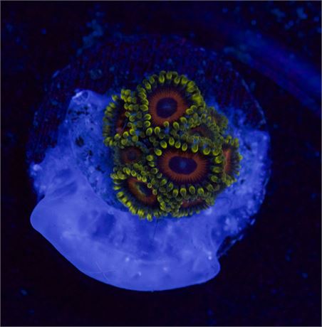 Eagle Eye Zoa