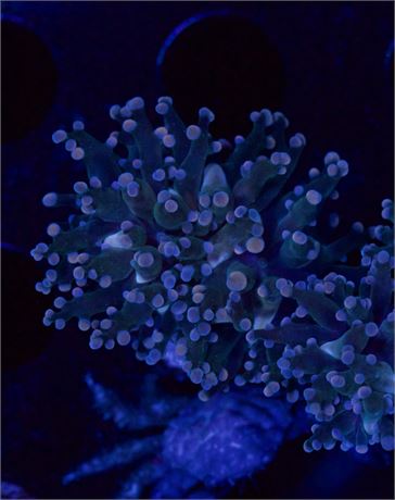 Pink Frogspawn
