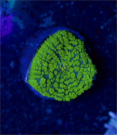Green Rhodactis