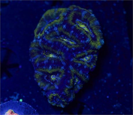 Mini Acan Colony