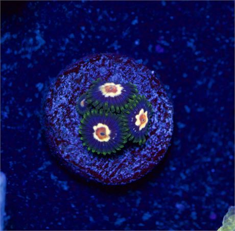 Daisy Cutter Zoas