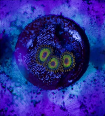 Rasta Zoas