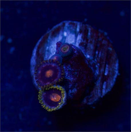 Multi Color Zoas