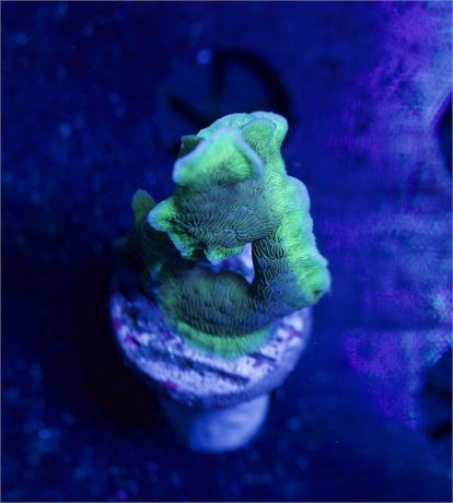 Green Potato Chip Coral