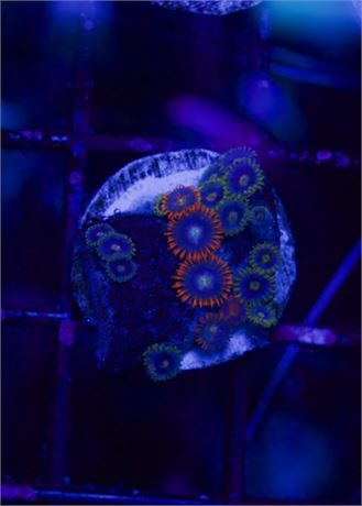Mixed Zoas