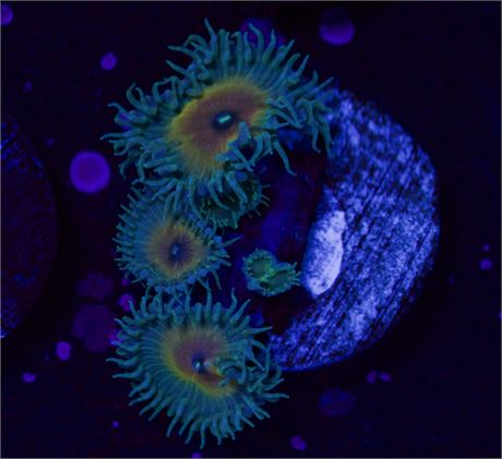 Captain Jerk Zoa