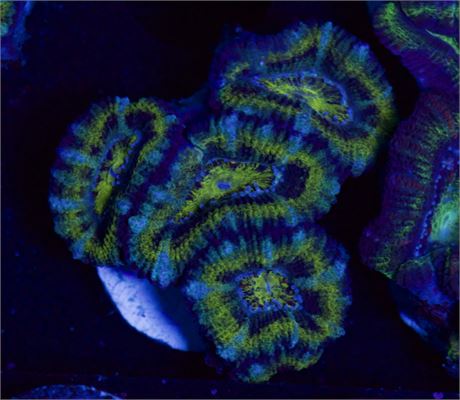 Green Acan