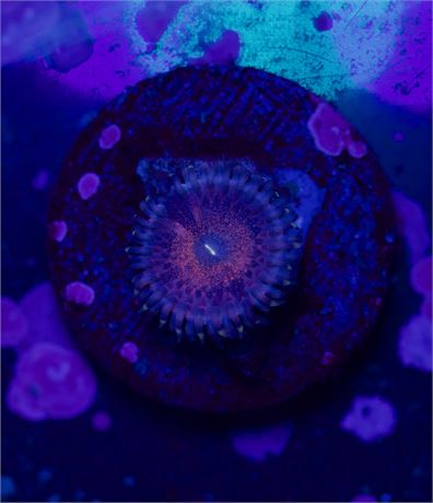 Jelly Bean Zoa