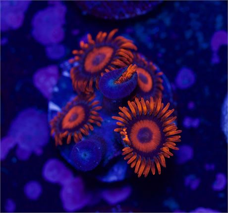 Orange Oxides