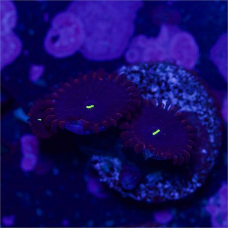 Purple People Eaters Zoa