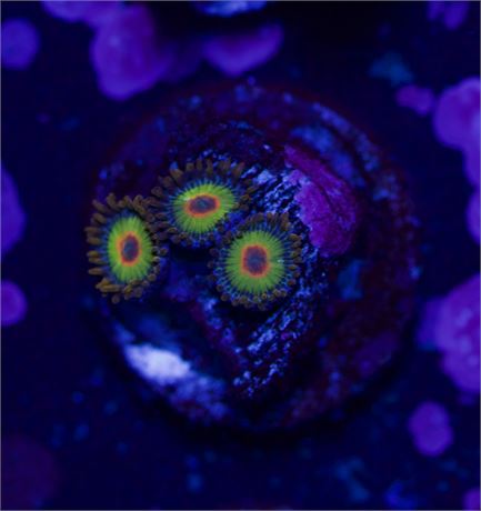 Rasta Zoas