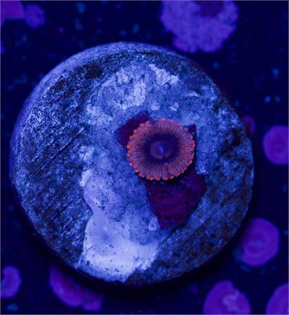 Lunar Eclips Zoa