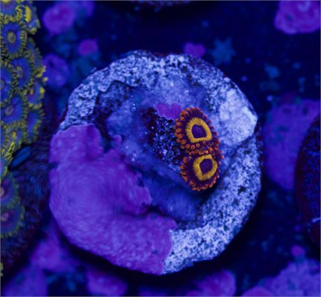 Jungle Juice Zoa