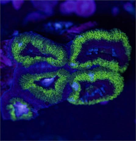 Toxic Green Acan