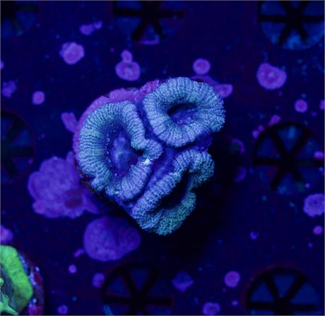 Teal Acan