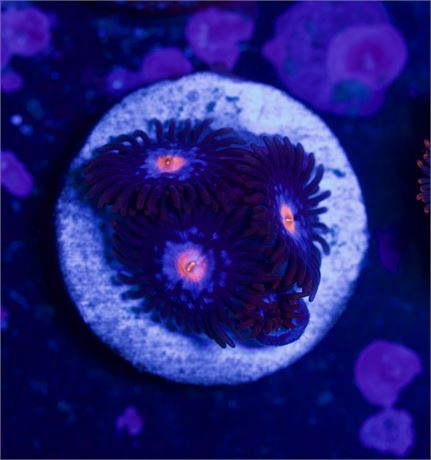 Tidal Gardens Superman Zoa