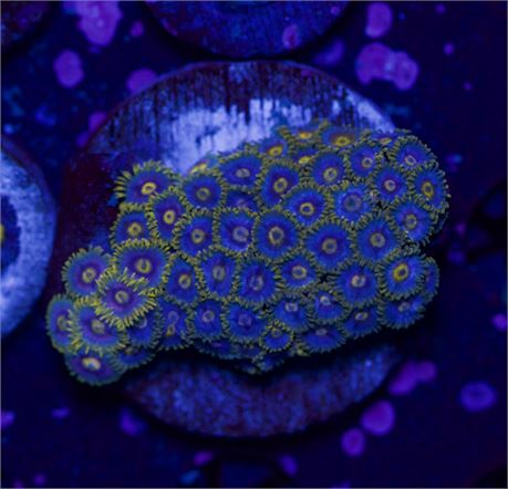 Blueberry Zoa (Large Frag)